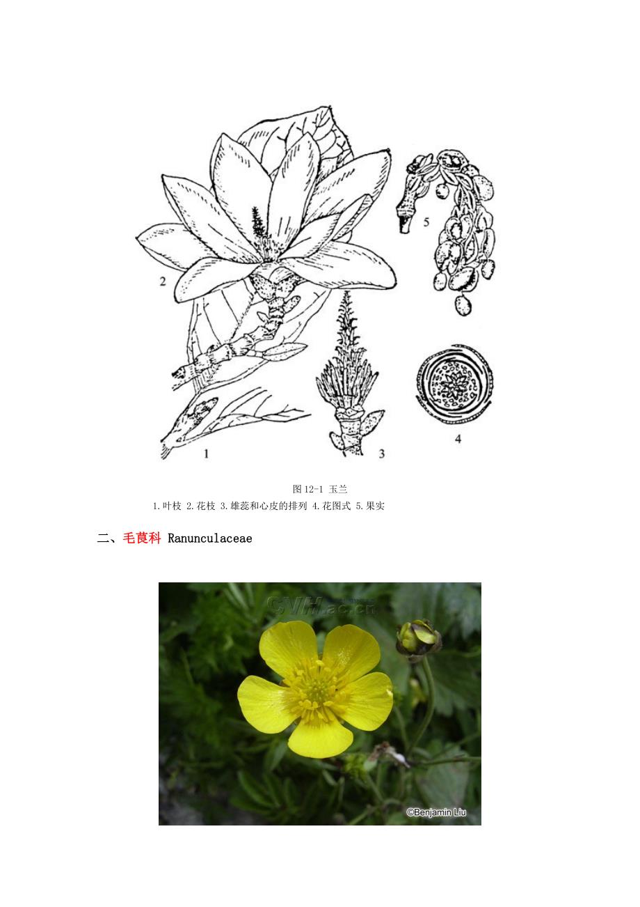 讲解植物科属花公式花图式