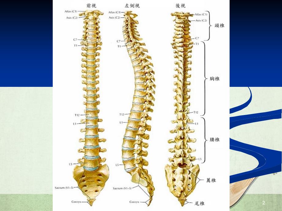 医学常识脊椎漂亮