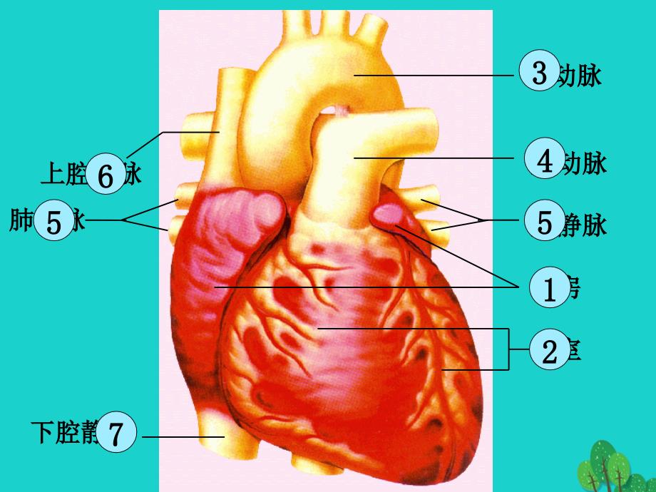 七年级生物下册第二单元第二章第二节心脏心脏结构冀少版