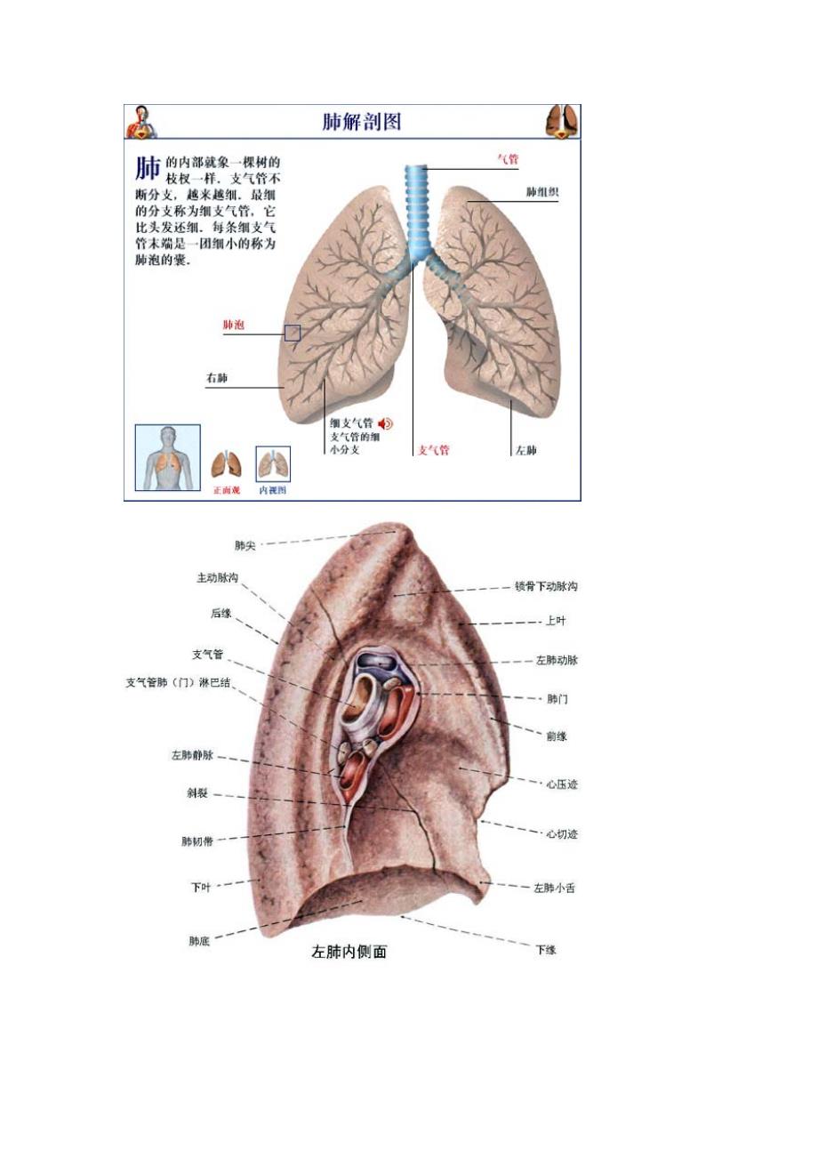 肺部的解剖结构资料