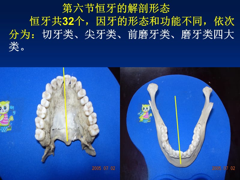 口腔切牙解剖形态ppt课件ppt