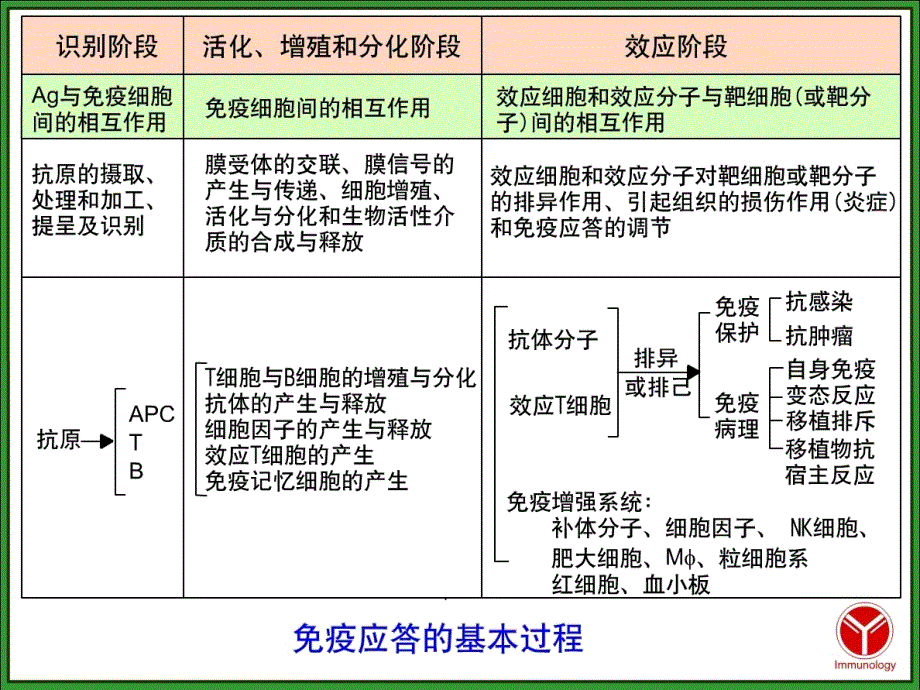 2018年免疫学第11章t淋巴细胞对抗原的特异性免疫应答文档资料课件