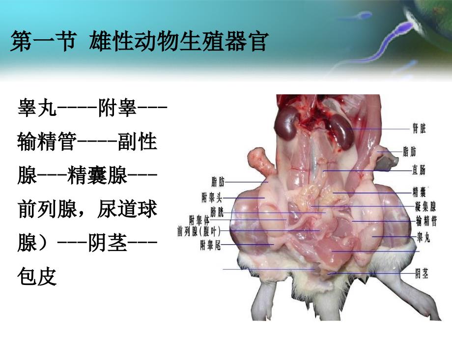 动物的生殖器官功能解剖