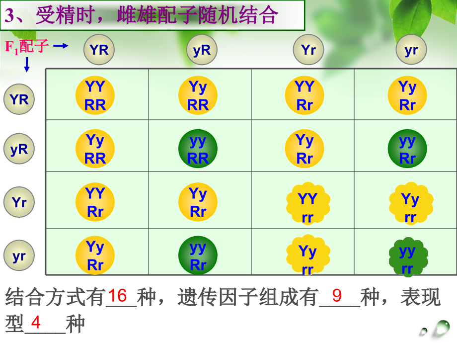 自由组合定律杂交实验图片