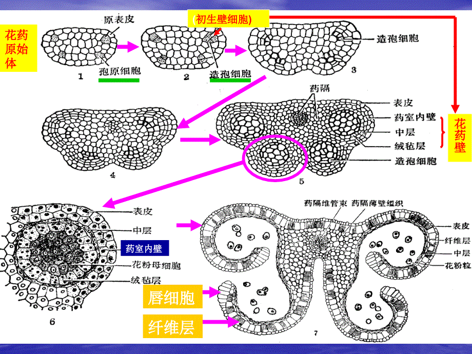 百合花花粉粒结构图图片
