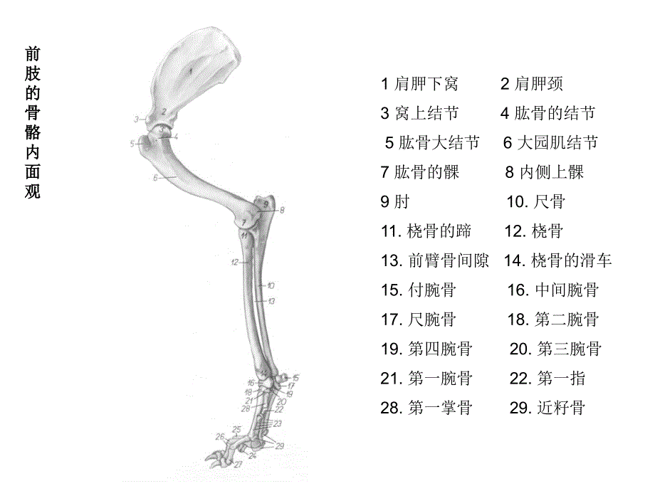 狗后肢骨头结构图图片