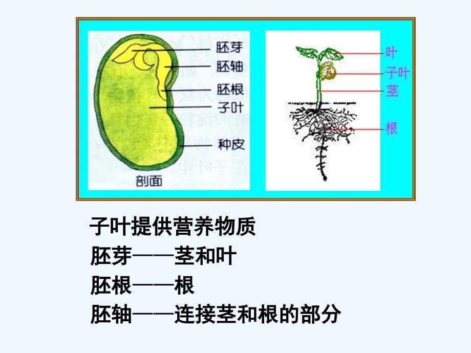 绿豆芽结构图片