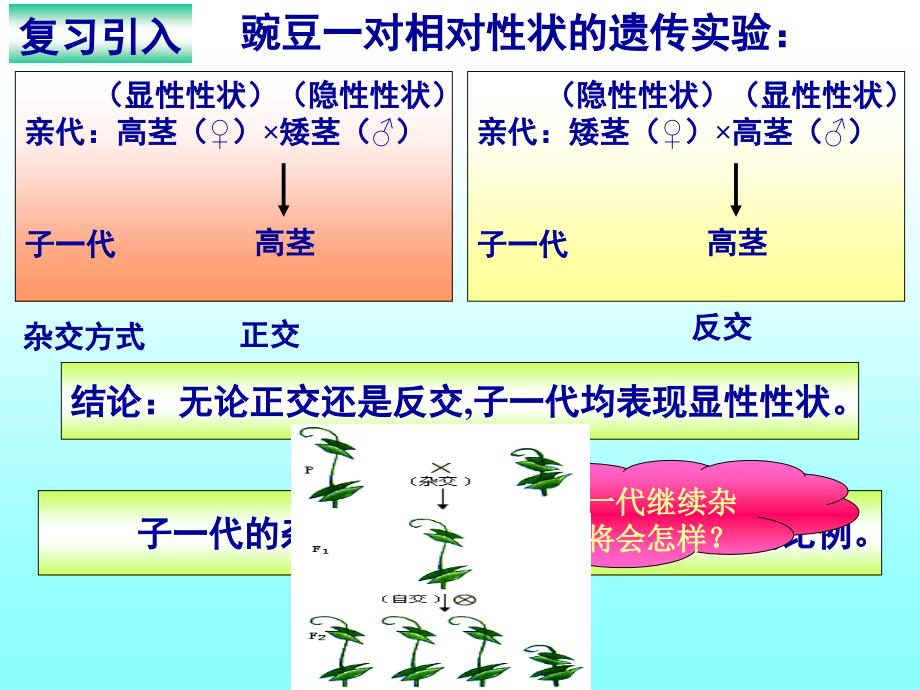 分離規律的驗證講解