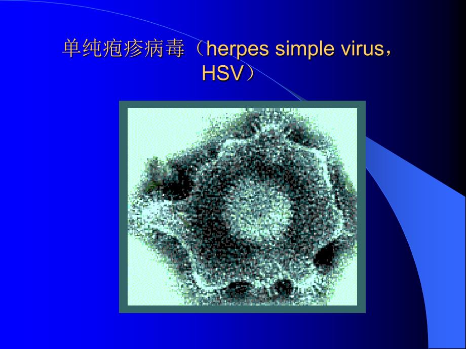 单纯疱疹病毒herpessimplevirushsv