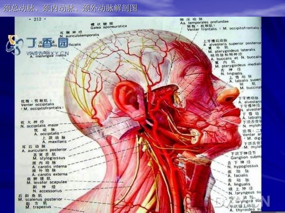 頸部血管超聲檢查(精品ppt)