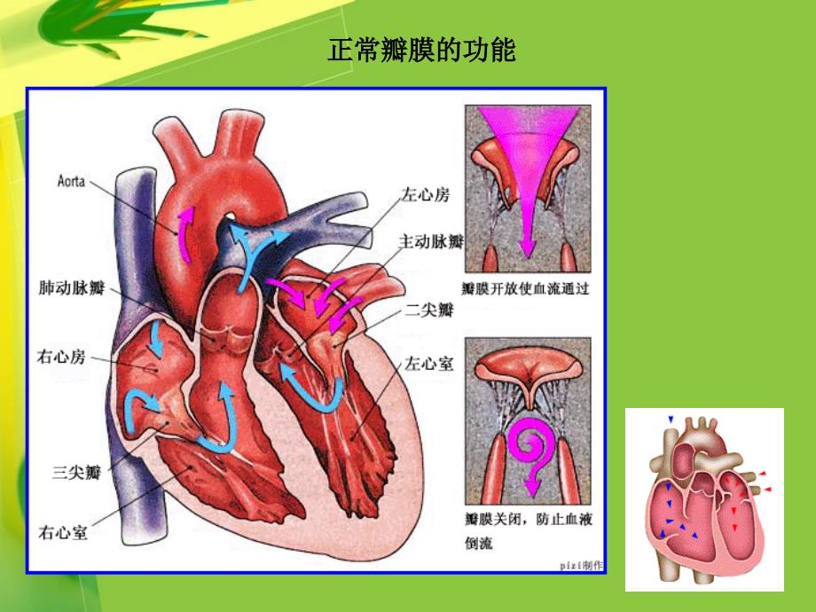 二尖瓣和主動脈瓣主要病變