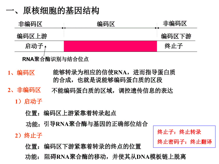 真核生物基因结构图片