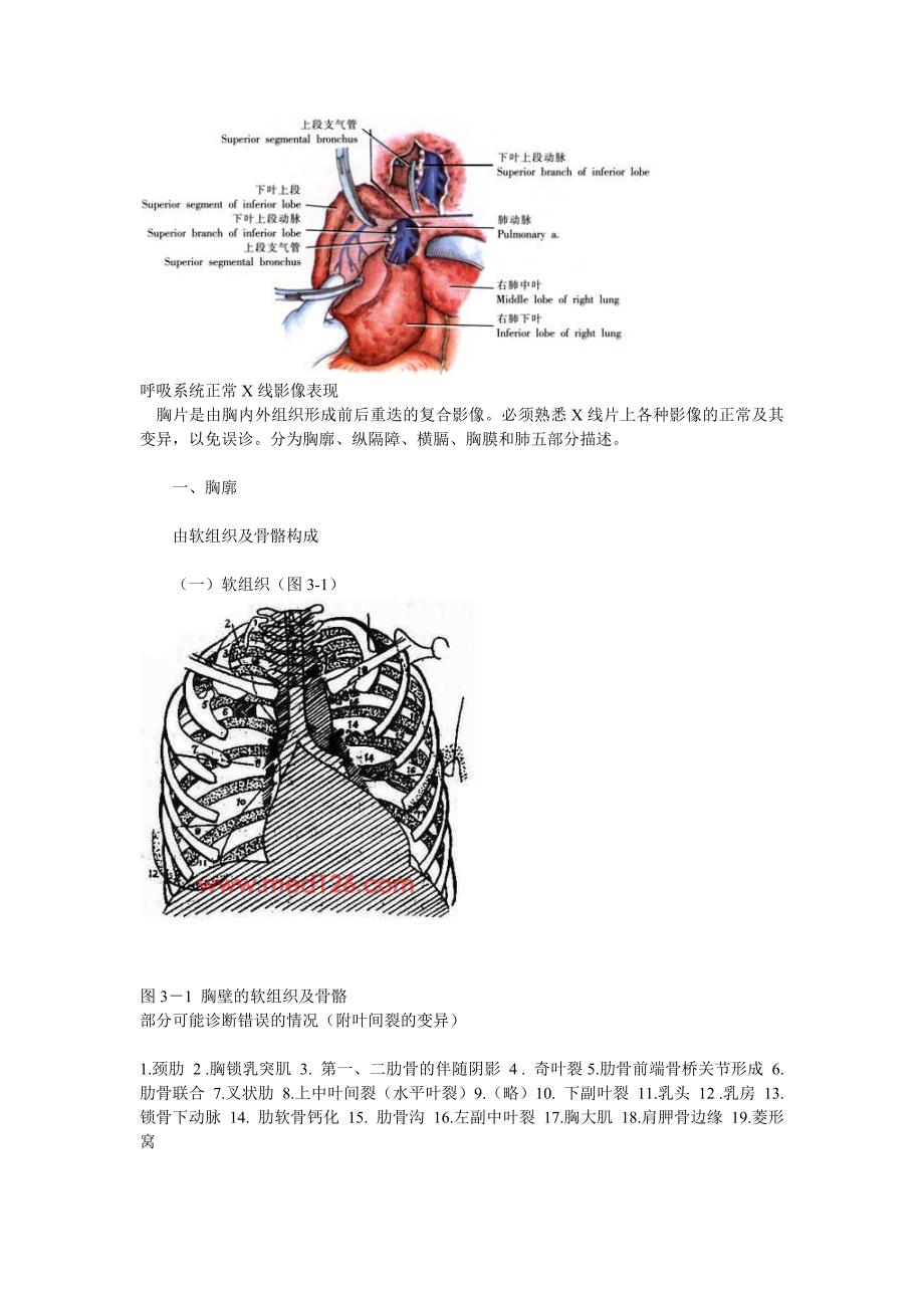 肺部的解剖結構資料