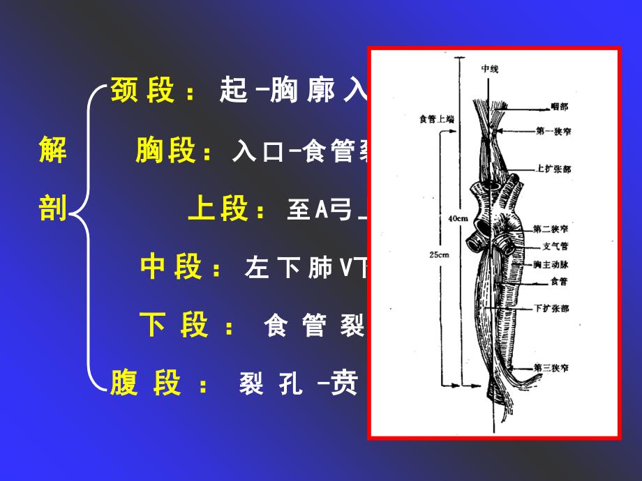 食管解剖图高清图图片