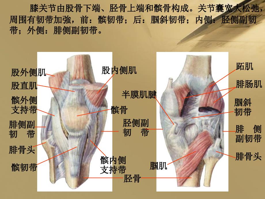 膝关节图示图片