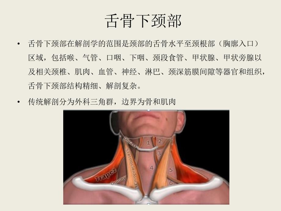 舌骨与甲状软骨关系图图片