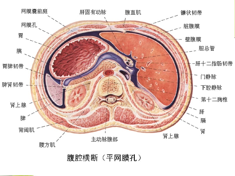横结肠系膜根部图片