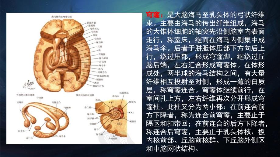 透明隔解剖图图片