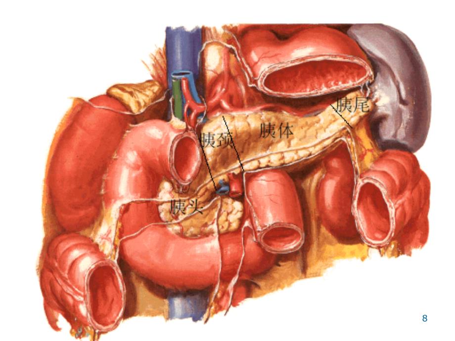 胰十二指腸門靜脈脾ppt課件ppt