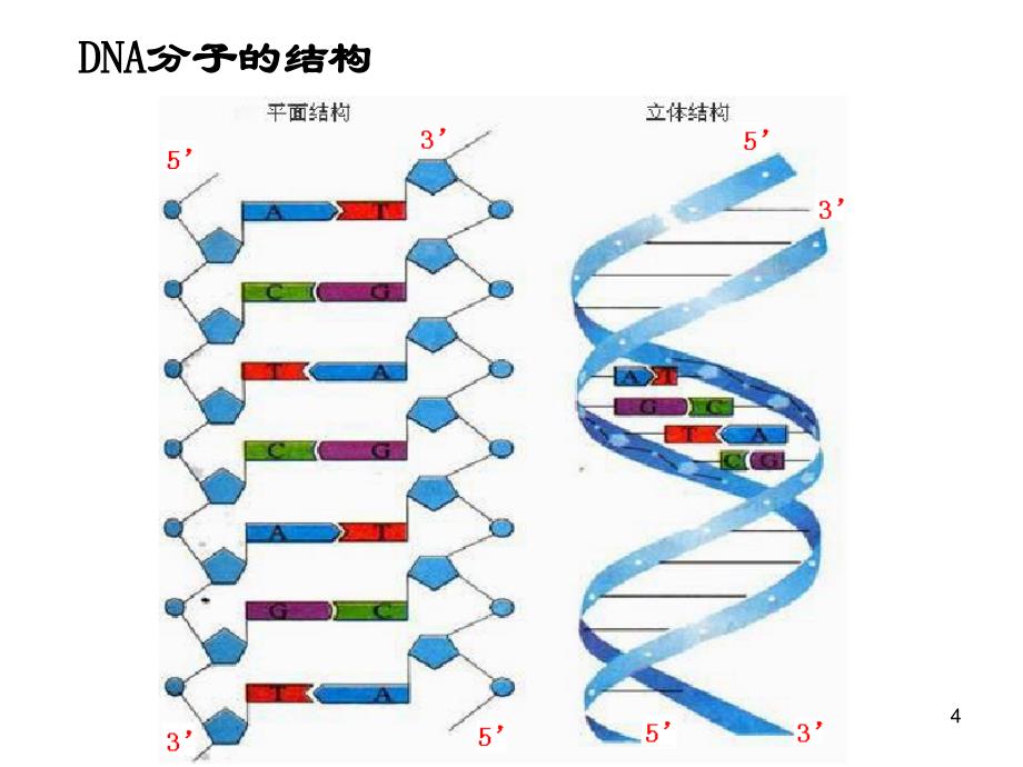 PCR扩增和电泳检测ppt课件.ppt