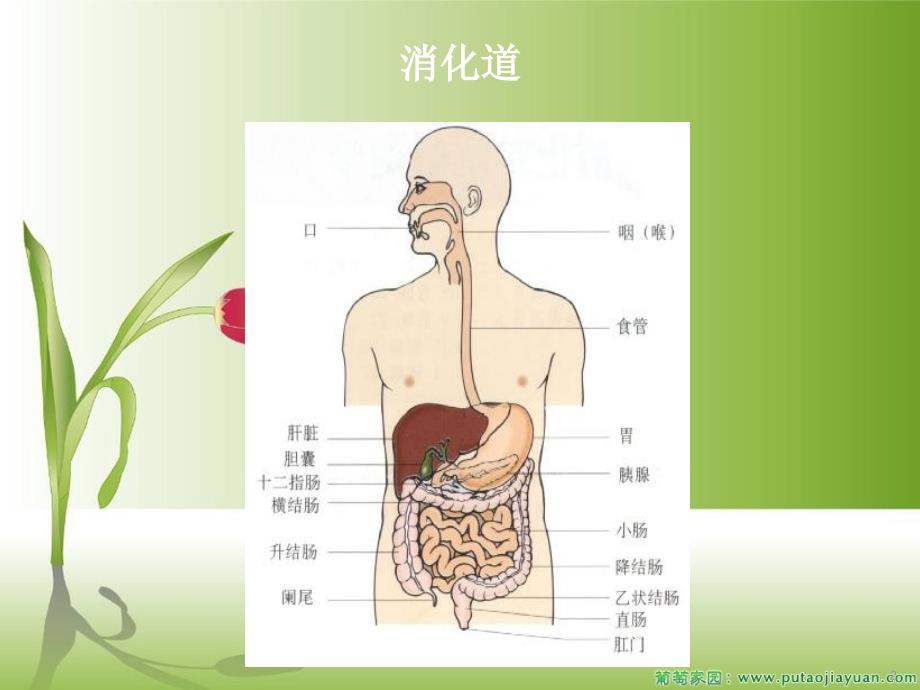 消化道出血護理常規ppt課件.ppt-金鋤頭文庫