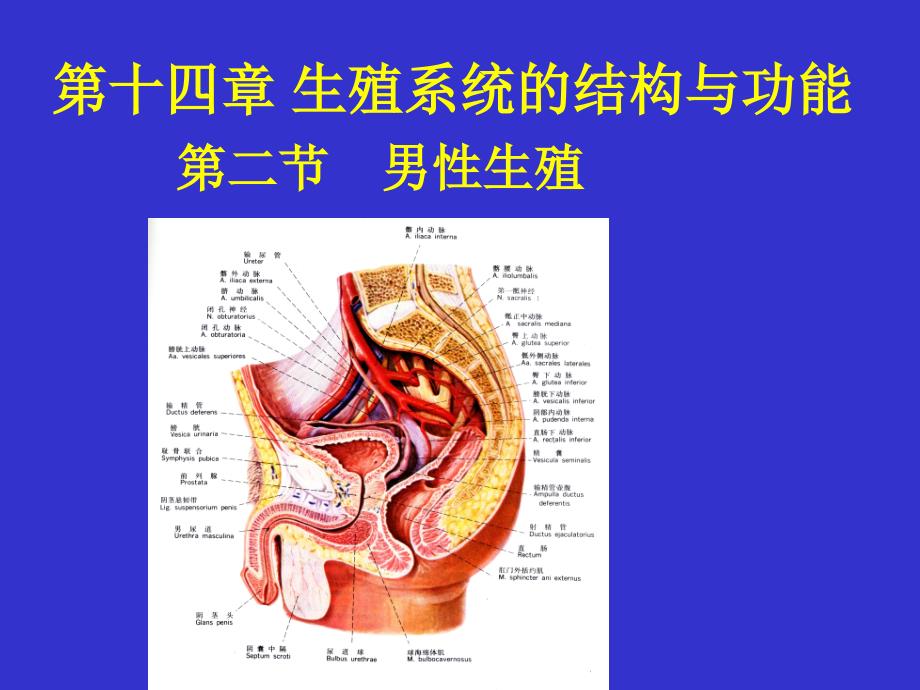 解剖生理学图片