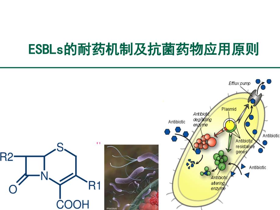 esbls的耐药机制及抗菌药物应用原则课件