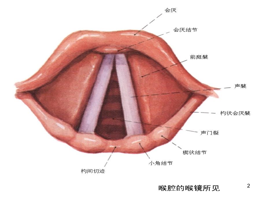 支气管镜结构图图片