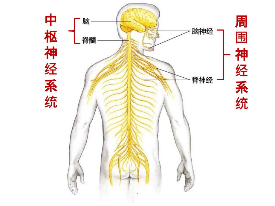 人体经脉神经分布图图片