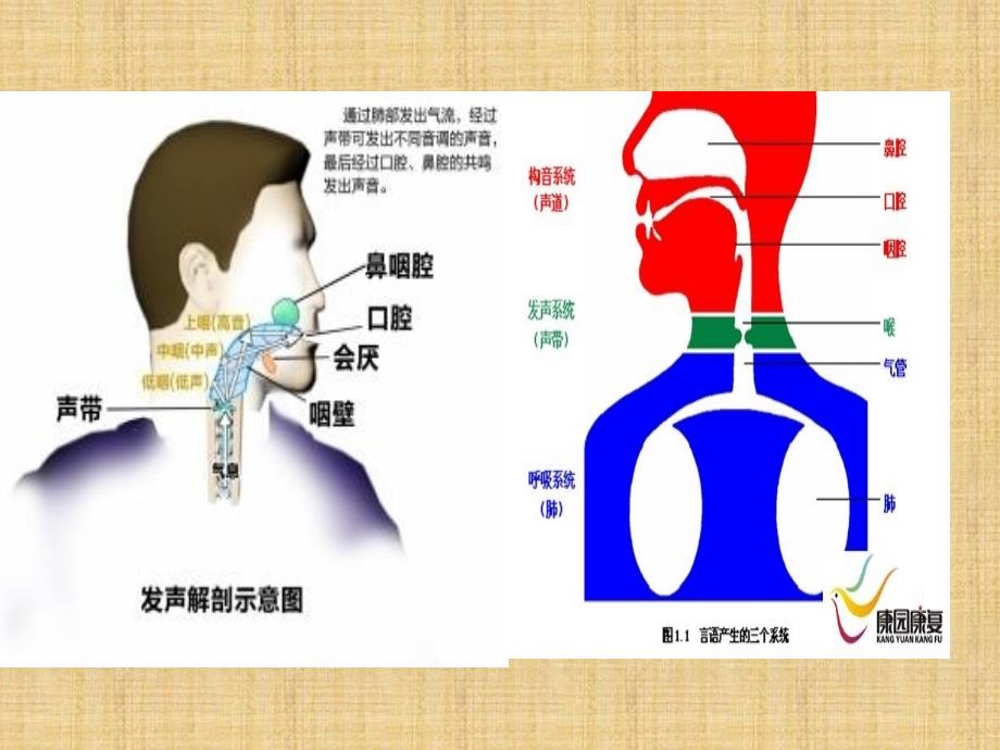 構音障礙與失語症的區別及聯繫精編ppt課件