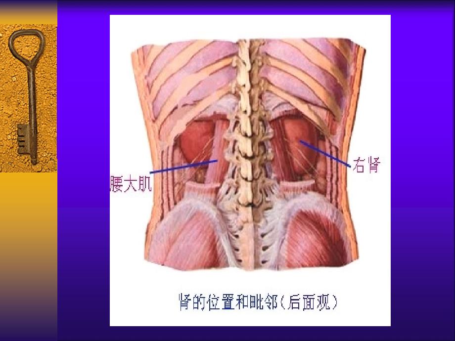 泌尿系統解剖學課件ppt課件