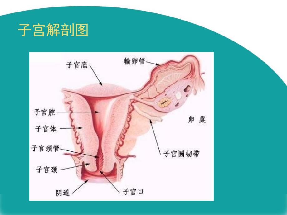 腹腔镜下全子宫切除术ppt课件