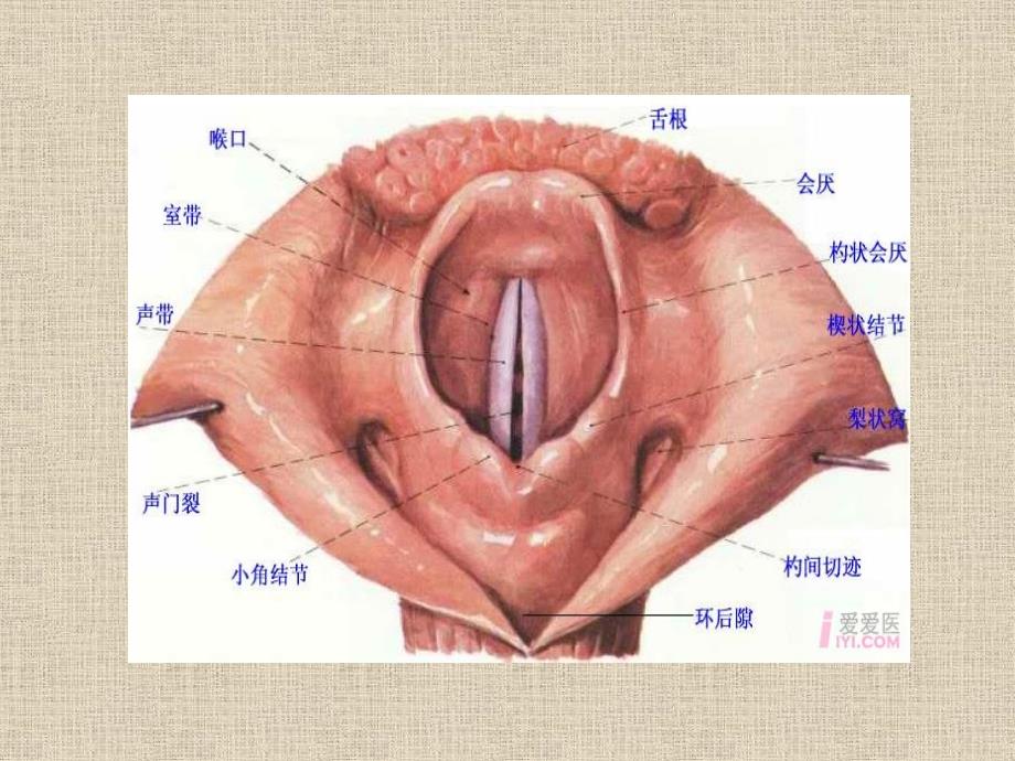 会厌图片解剖图图片