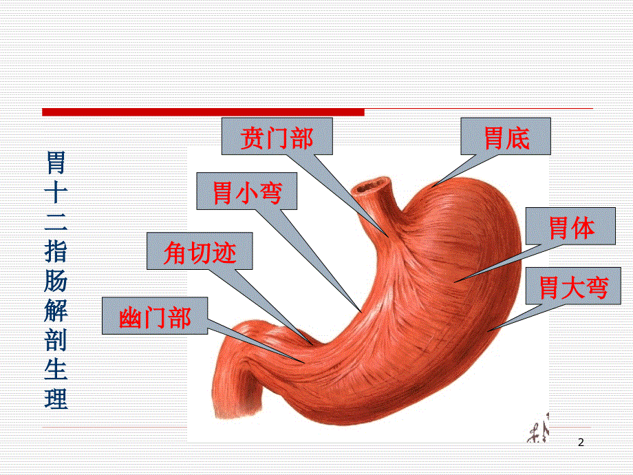 12指肠解剖图图片