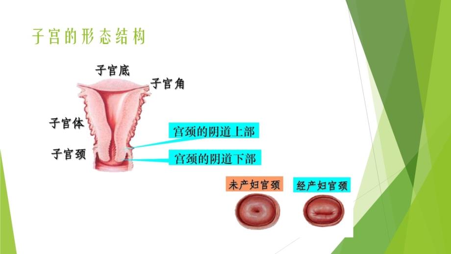 子宫正常解剖及超声图像知识讲解