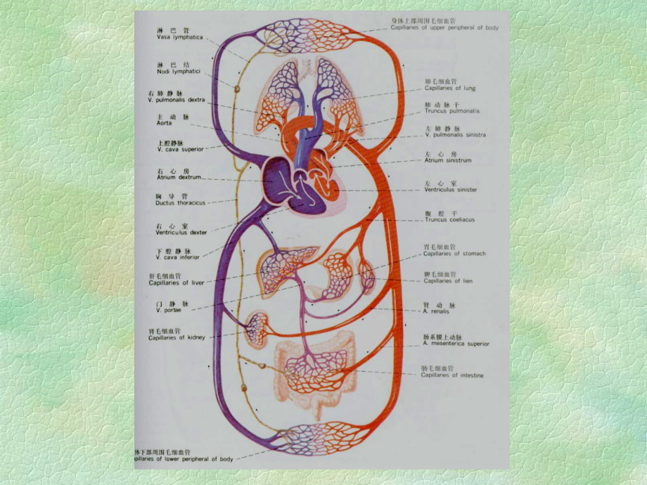 循环系统解剖图 卡通图片
