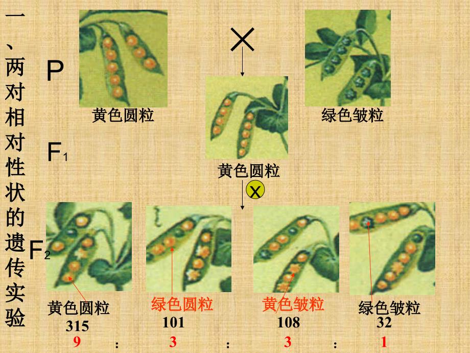 孟德尔的豌豆实验简图图片