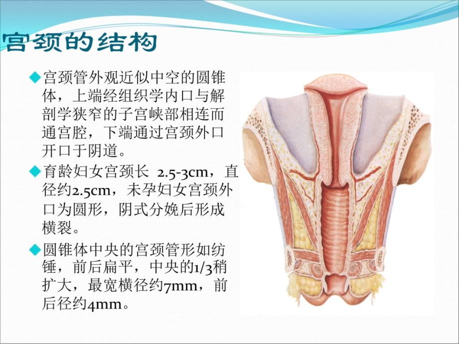 宫颈组织结构分层图片