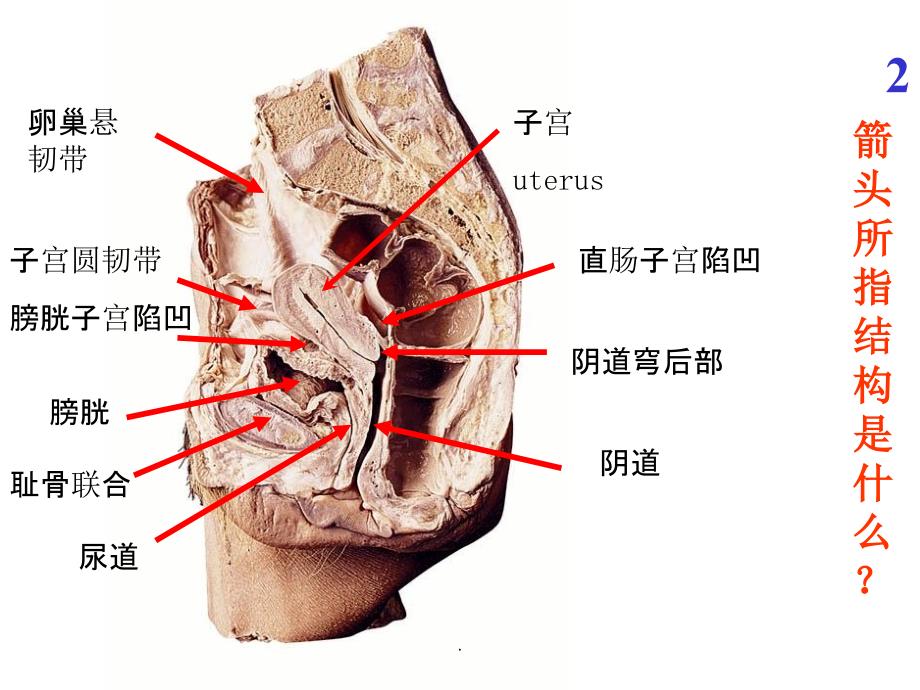 子宫韧带在哪个部位图图片