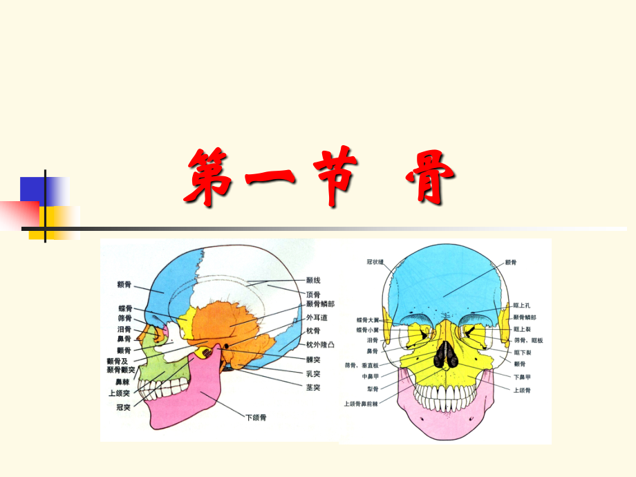 口腔頜面部與頸部解剖ppt課件