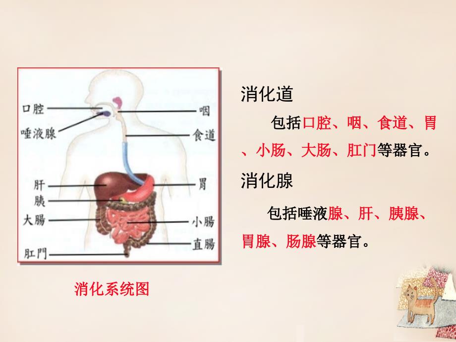 2016春七年级生物下册第二章人体的营养第1课时人体的消化系统课件