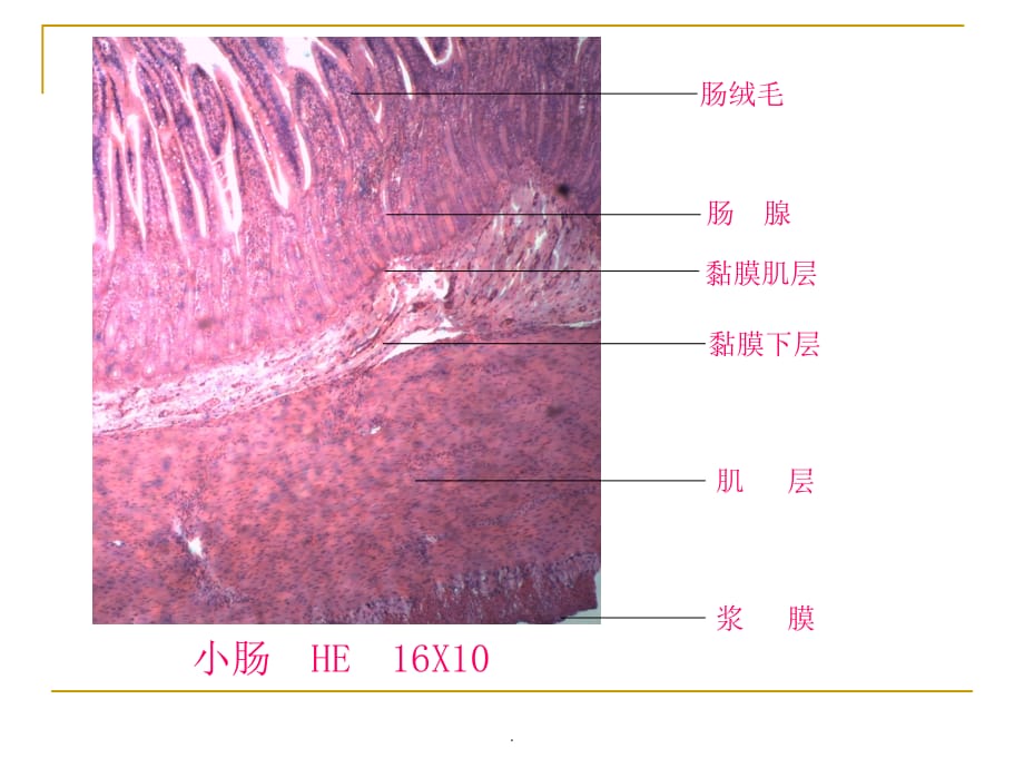 小肠壁的四层结构图片图片