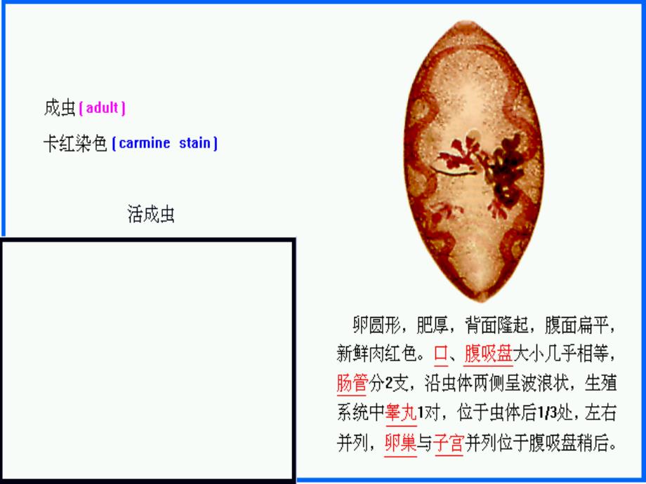 卫氏并殖吸虫ppt图片