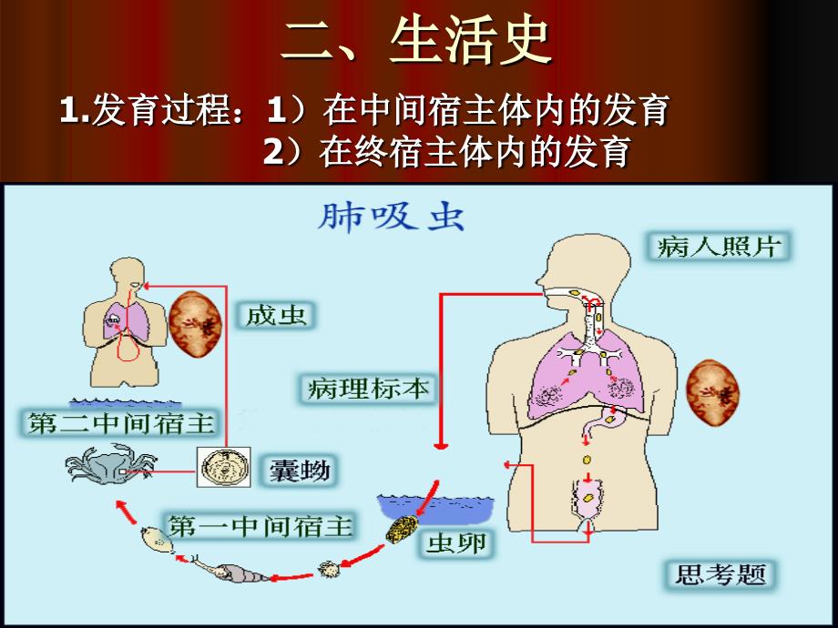 卫氏并殖吸虫ppt图片