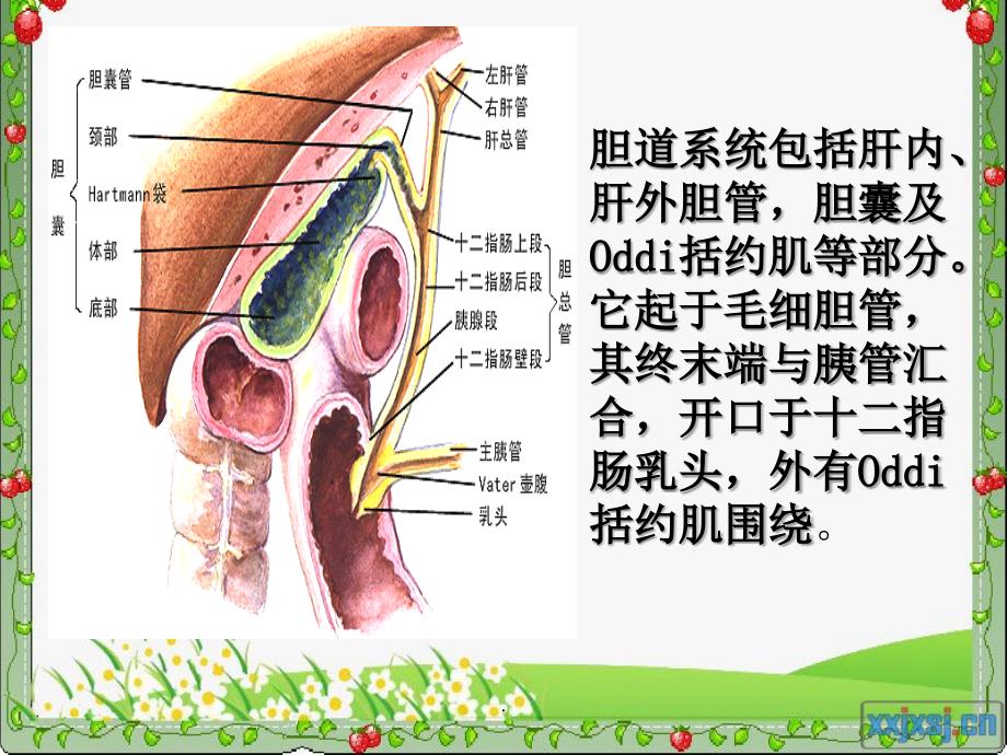 胆总管内径图片