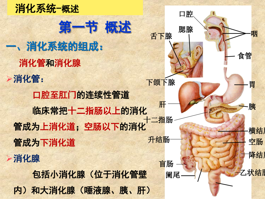 正常人體結構學第三章消化系統教程文件