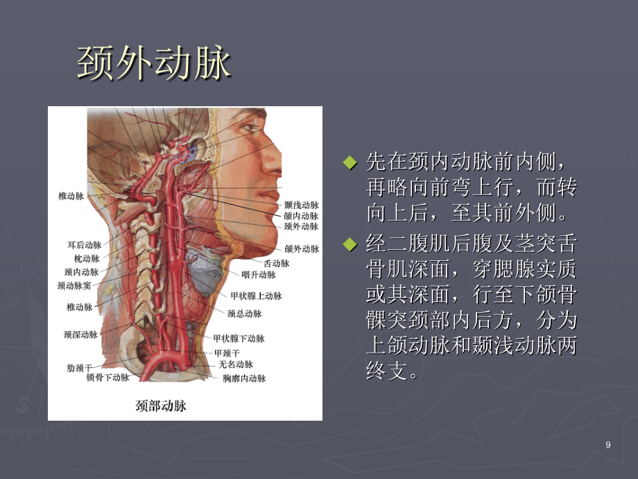 口腔解剖生理學血管淋巴課堂ppt