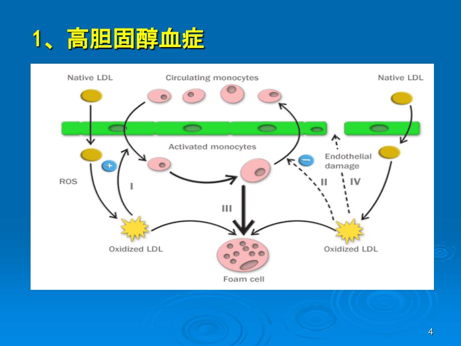 动脉粥样硬化课堂ppt