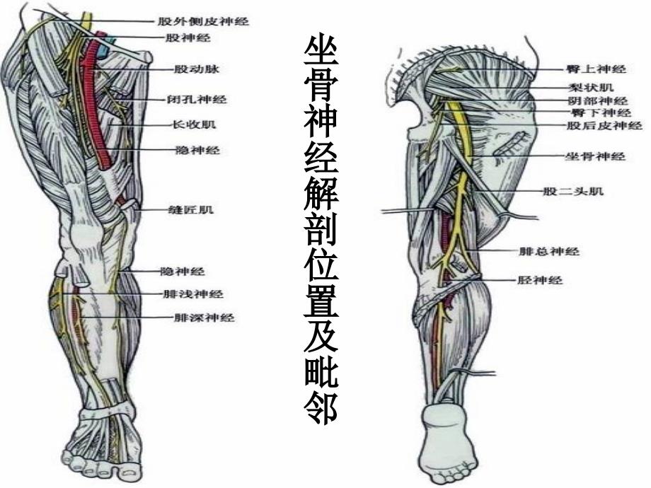坐骨神经分支及解剖图图片