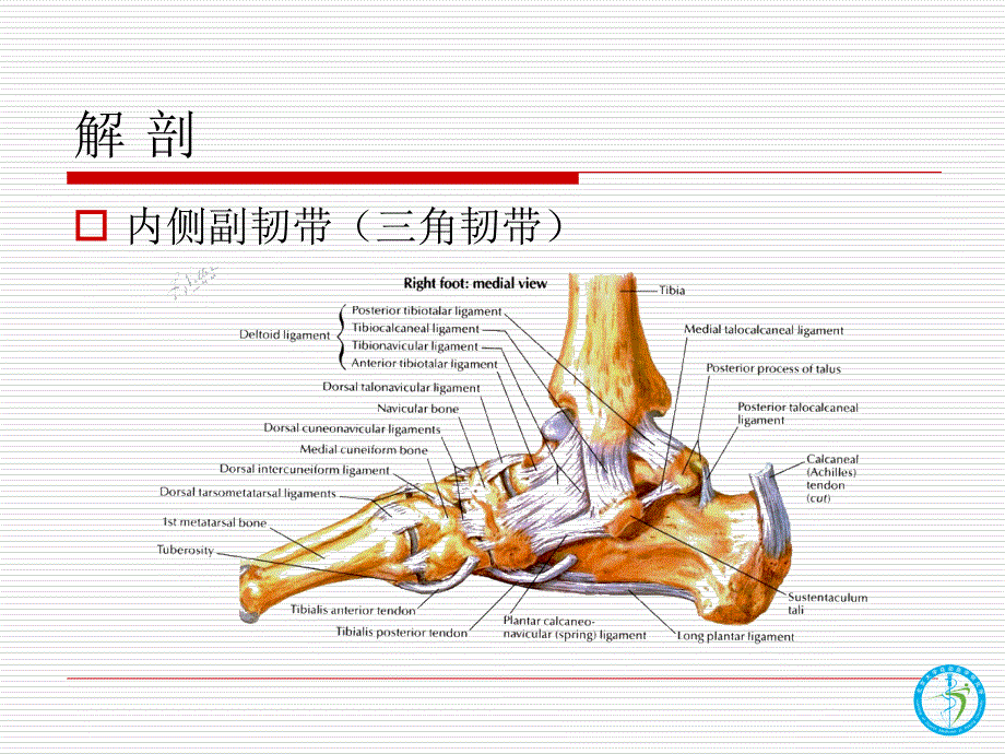 内踝解剖位置图图片